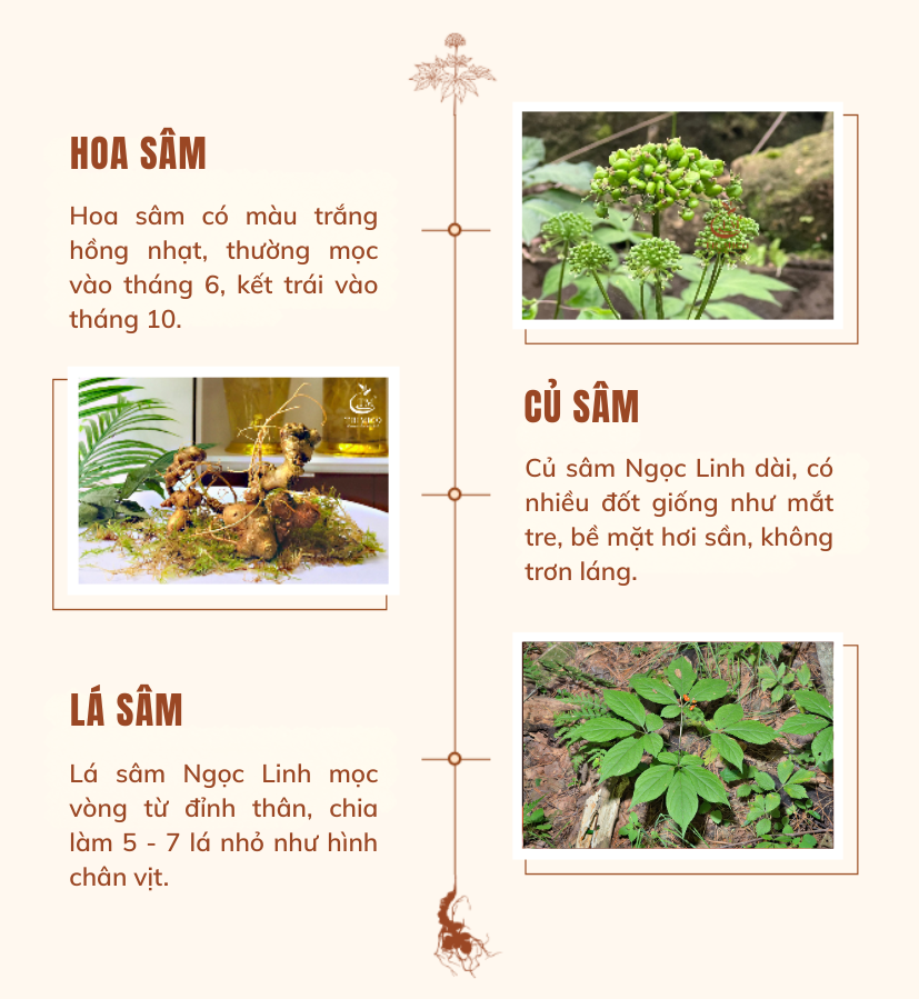 Cây sâm Ngọc Linh: Tác dụng, cách dùng và sự thật ít ai biết TRIMICO